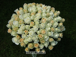 VIP Букет из 101 белой и кремовой розы 