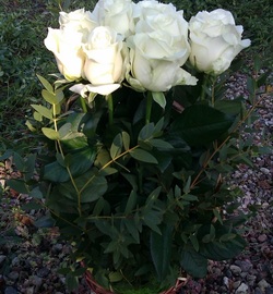 11 белых роз в корзинке